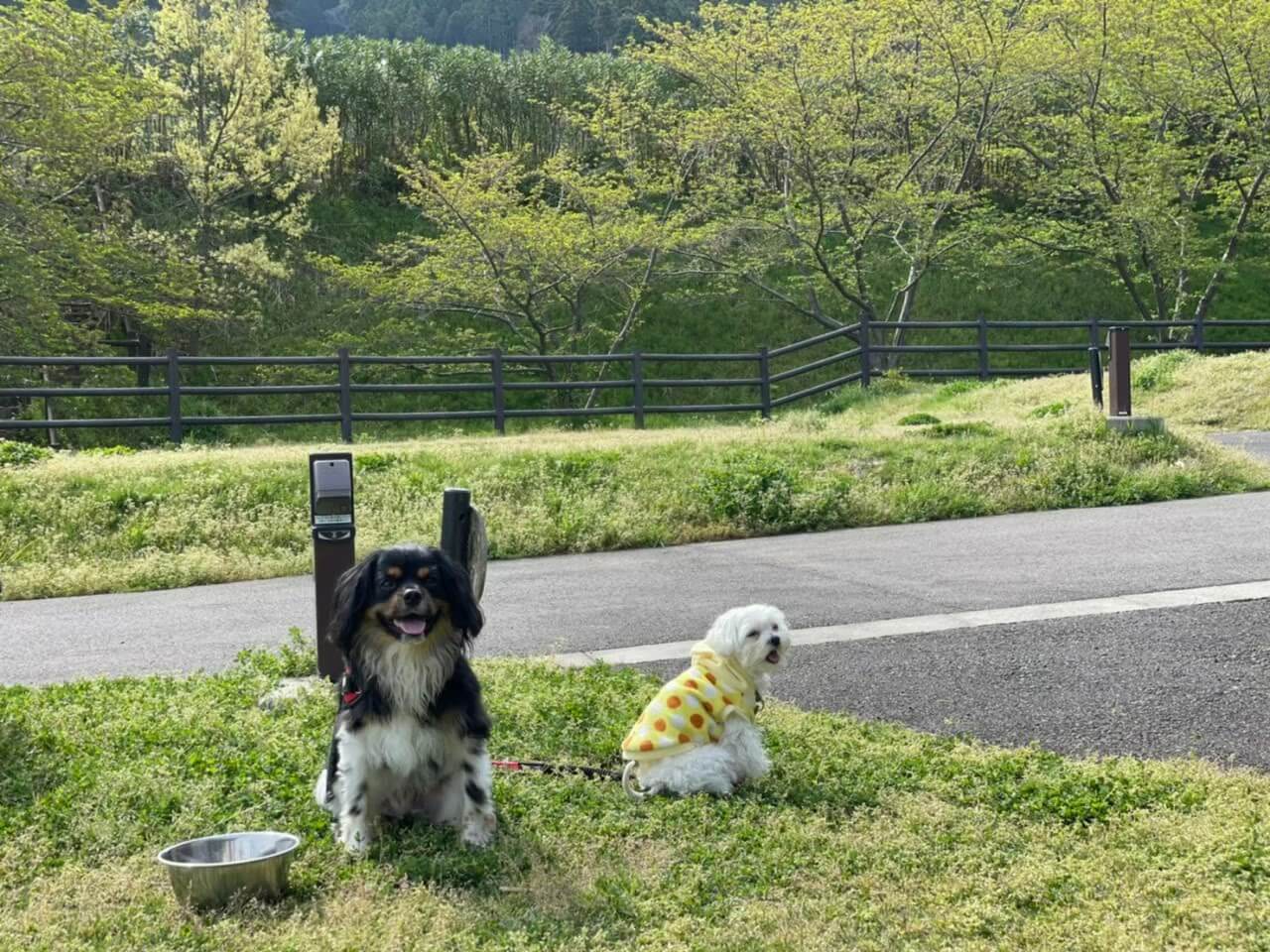 犬と一緒に開放的なキャンプガラガラ山キャンプ場着いたよ