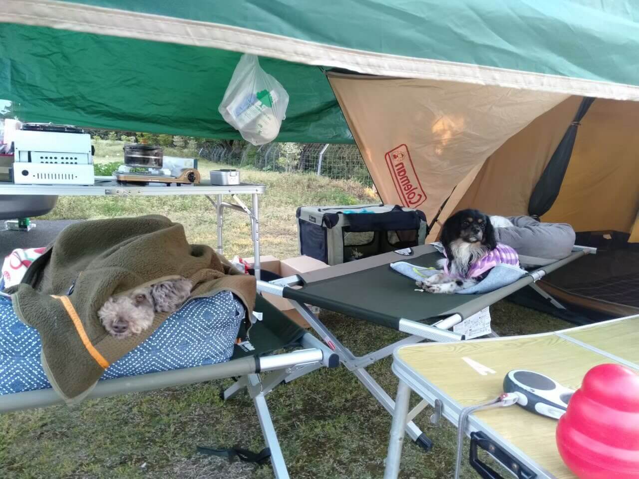 犬と一緒に開放的なキャンプガラガラ山キャンプ場山は寒い