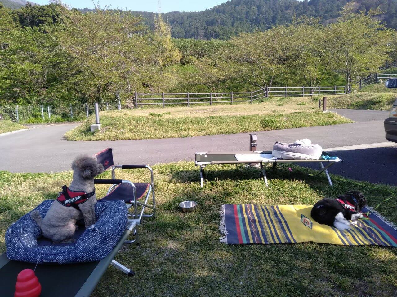 犬と一緒に開放的なキャンプガラガラ山キャンプ場のどか