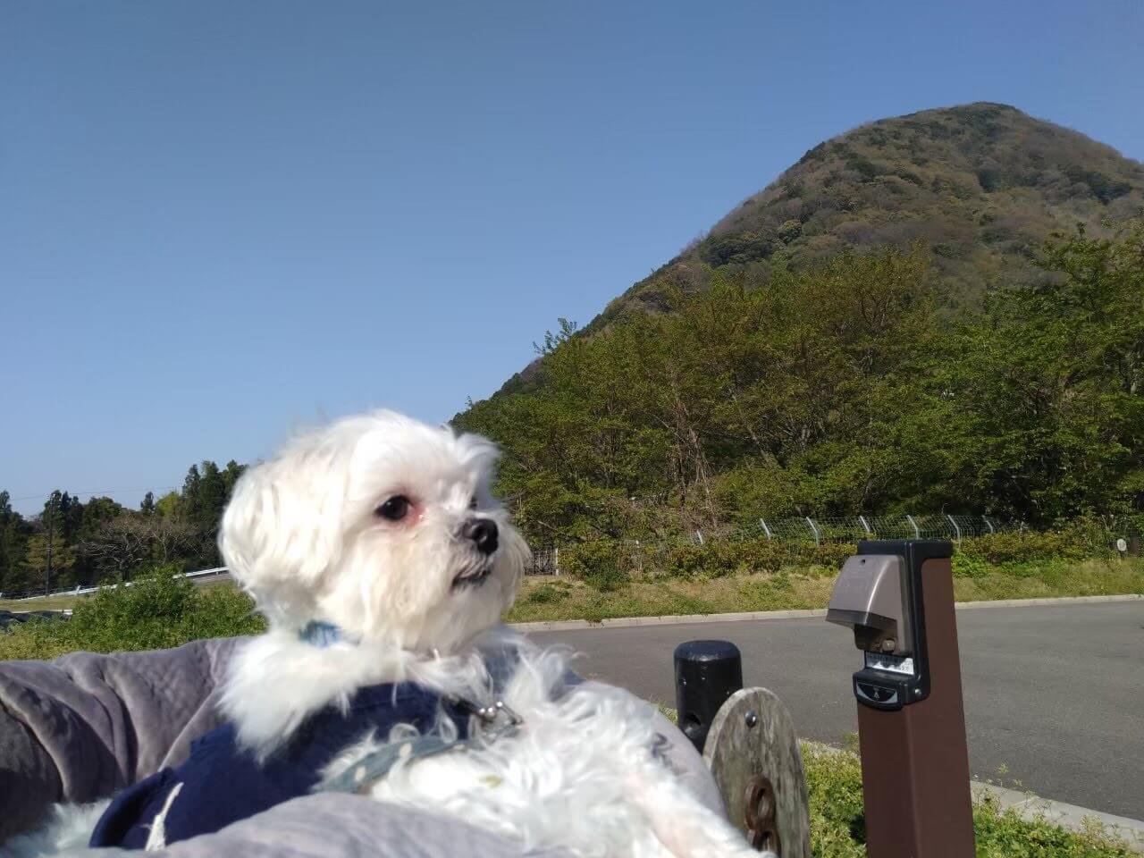 犬と一緒に開放的なキャンプガラガラ山キャンプ場山とマルチーズ